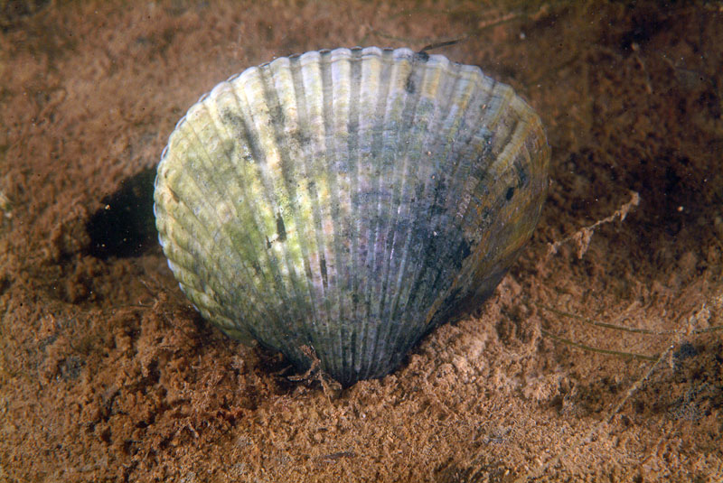 Cerastoderma glaucum